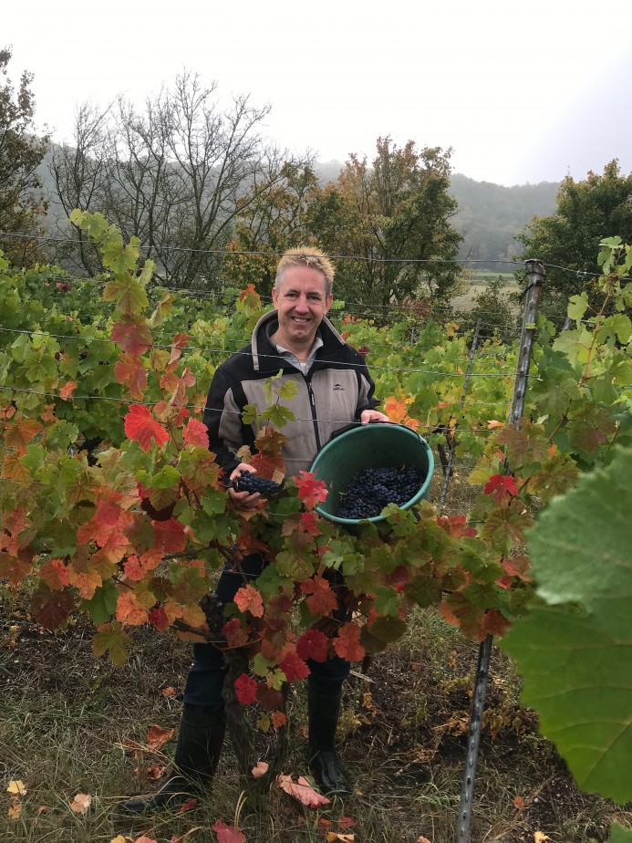 Winzer bei der Weinlese in Franken Winzer bei der Weinlese