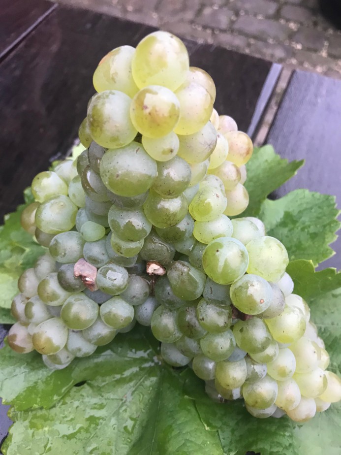 Silvaner Traube aus Franken - phänomenal Silvaner Traube pähnomenal