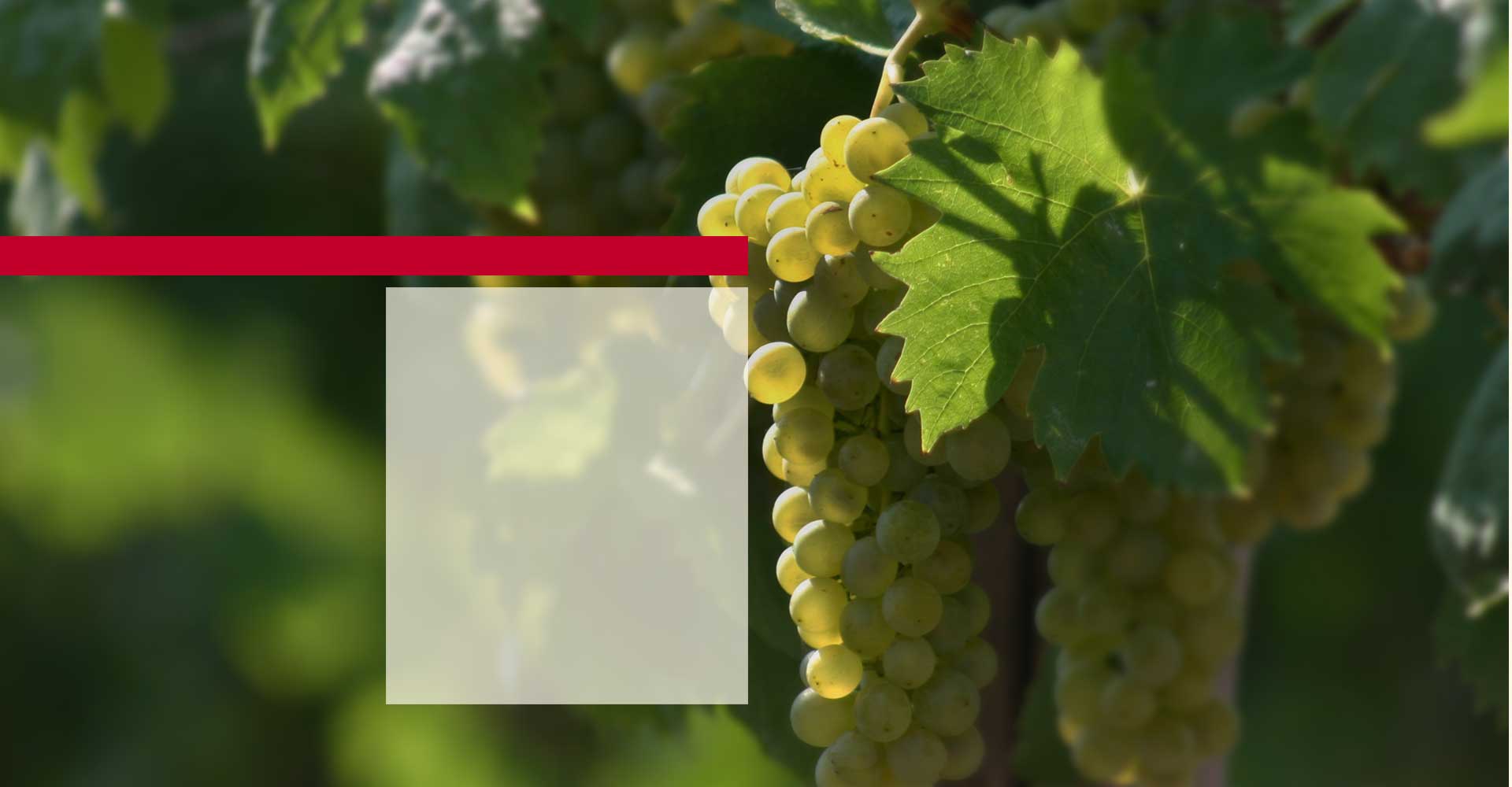 Weingut zwischen Steigerwald und Mainschleife in Franken Weingut im Steigerwald