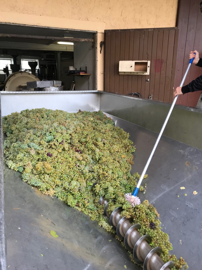 Weinlesewagen mit Entrapper - direkt auf die Weinpresse  Lesewagen auf die PResse